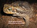 Bufo paracnemis - Rhinella schneideri 04